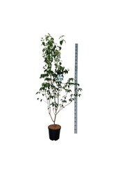 Cornouiller Cornus kousa China Girl