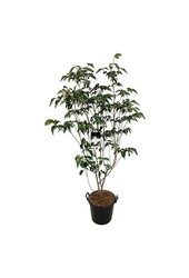 Kornoelje Cornus kousa Venus ®