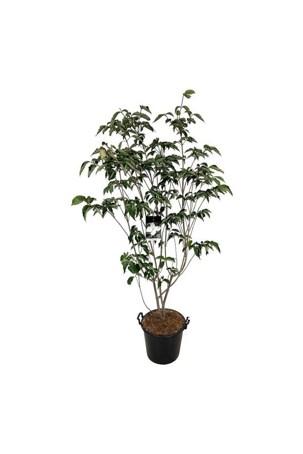 Kornoelje Cornus kousa Venus ®