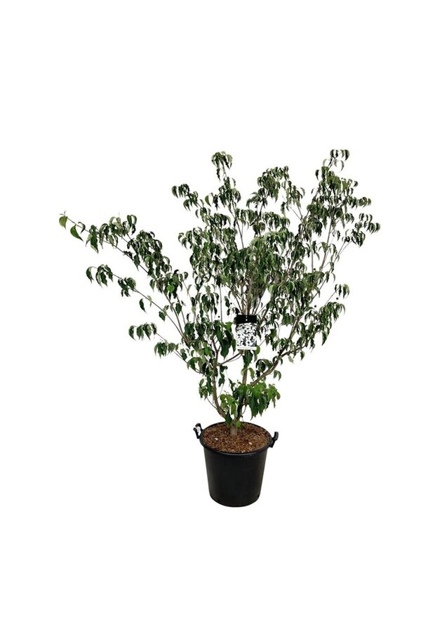 Cornouiller Cornus kousa Weisse Fontaine