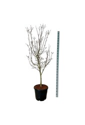 Cornouiller Cornus Starlight