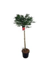 Fusain Euonymus alatus Compactus