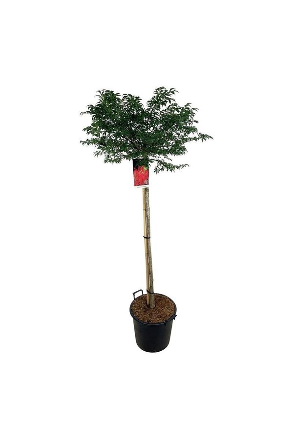 Fusain Euonymus alatus Compactus