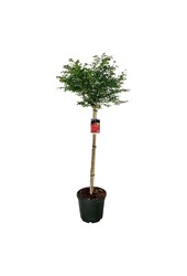 Fusain Euonymus alatus Compactus