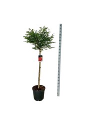 Fusain Euonymus alatus Compactus