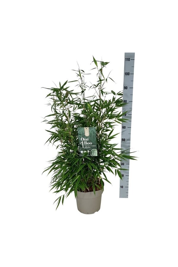 Bambou Fargesia robusta Pingwu