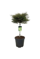 Beukenboom Fagus Mercedes