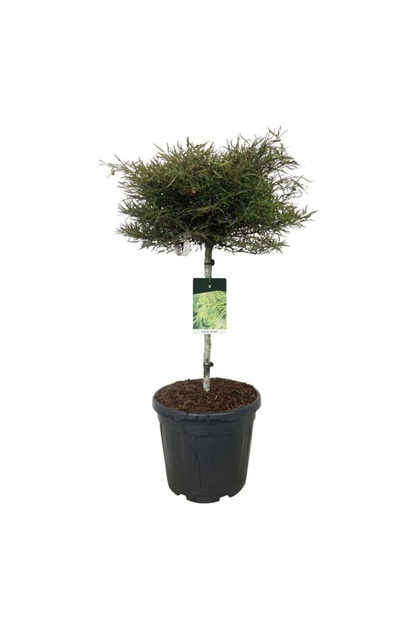 Hêtre Fagus Mercedes