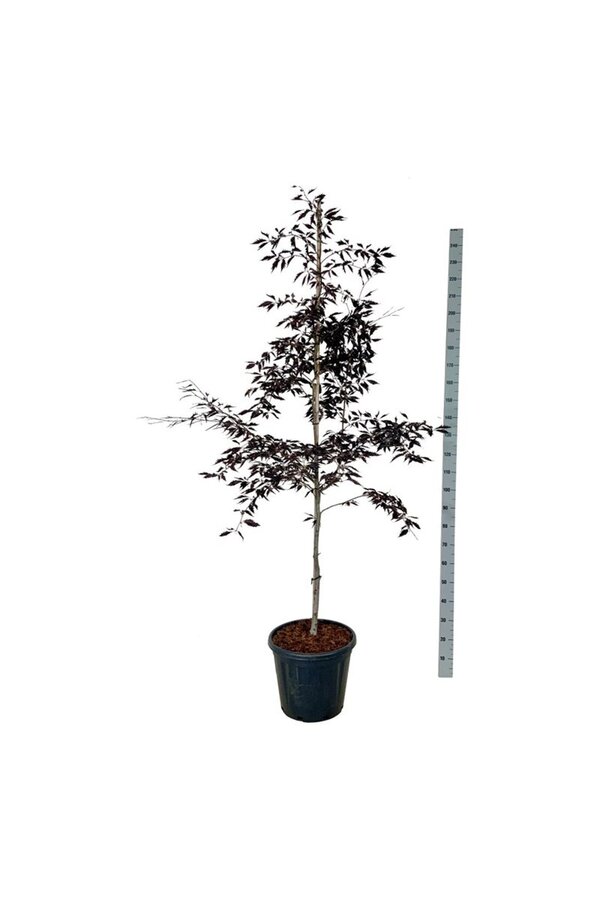 Hêtre Fagus Midnight Feather