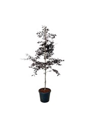 Beukenboom Fagus Midnight Feather