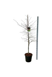Beukenboom Fagus Midnight Feather