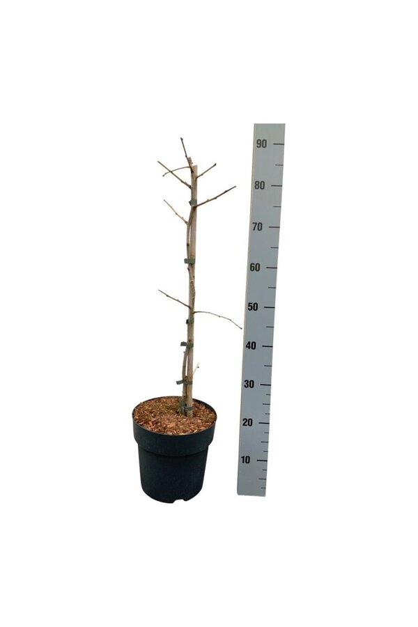 Arbre aux quarante écus Ginkgo Select Compact
