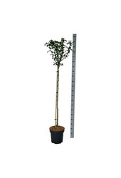 Callicarpa Hibiscus Marina