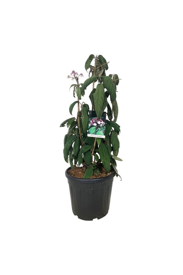 Hortensia Hydrangea Macrophylla