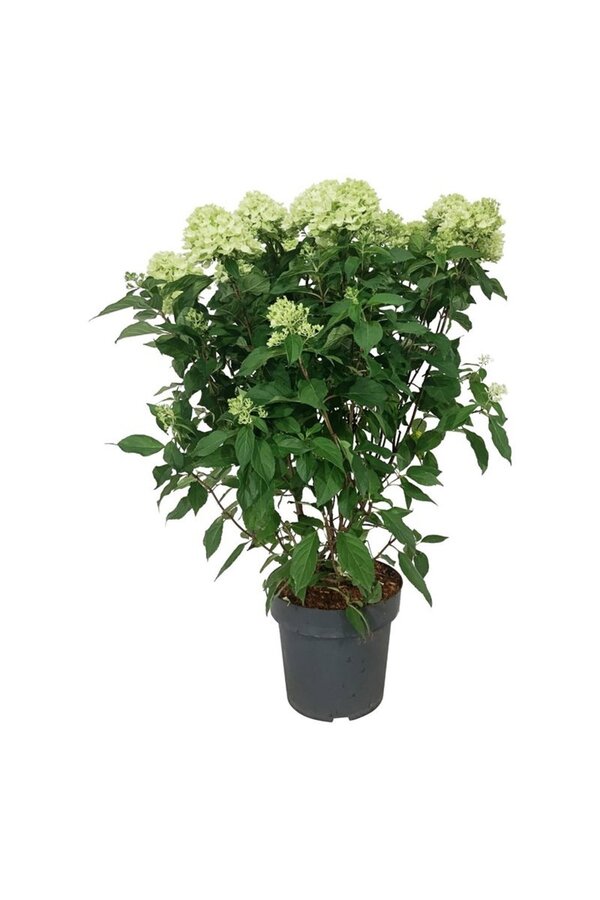 Hortensia Hydrangea Graffiti