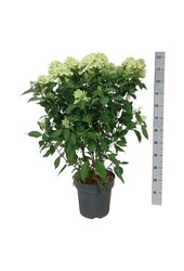 Hortensia Hydrangea Graffiti