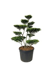 Ilex crenata Blondie