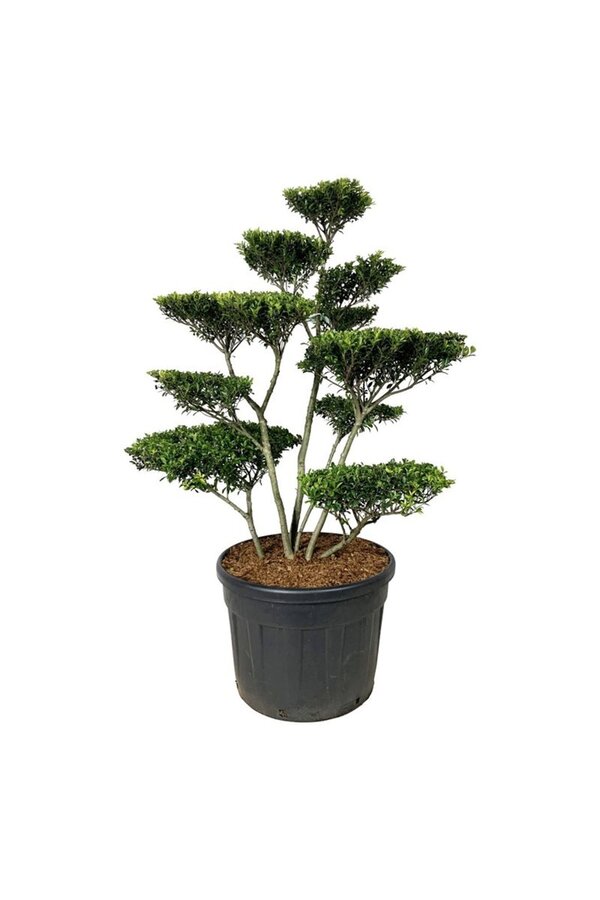 Ilex crenata Blondie