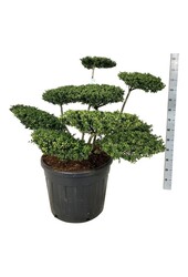 Ilex crenata Convexa