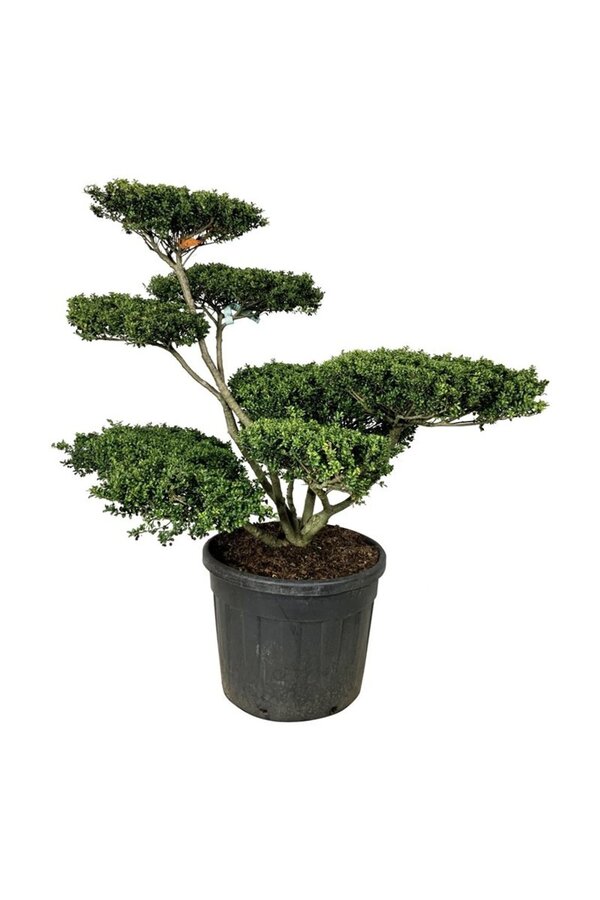 Ilex crenata Convexa