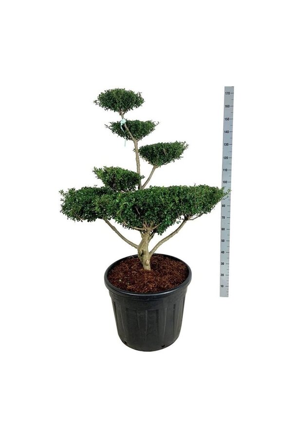 Ilex crenata Green Lustre