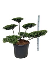 Ilex crenata Stokes