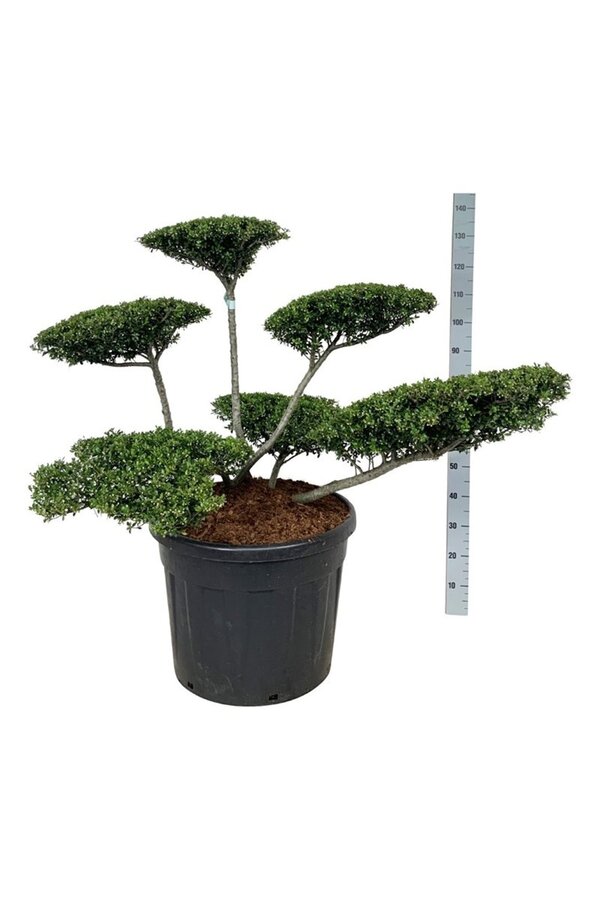 Ilex crenata Stokes