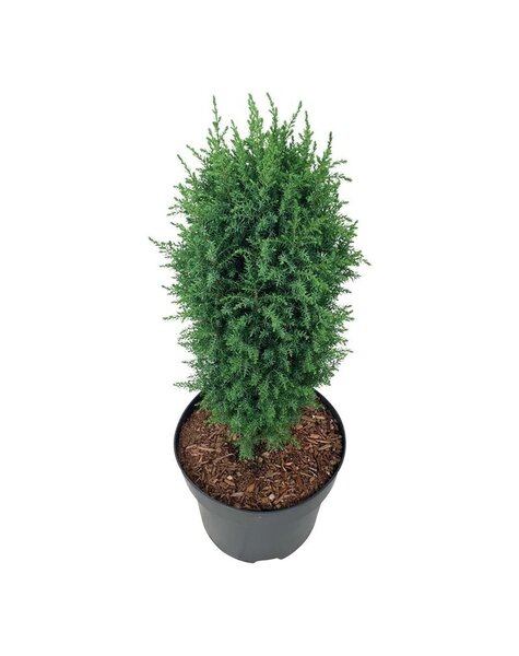Juniperus