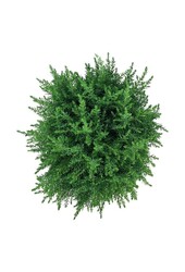 Cyprès Juniperus Compressa