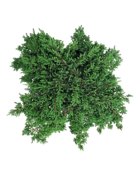 Juniperus