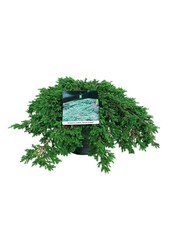 Cipres Juniperus Green Carpet