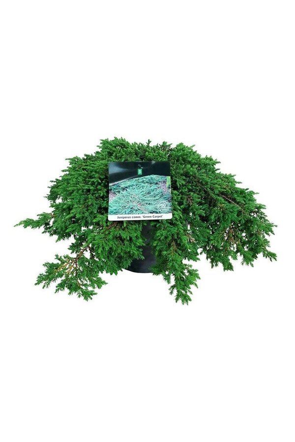 Cipres Juniperus Green Carpet