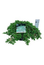 Cipres Juniperus Green Carpet
