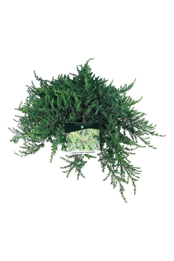Cyprès Juniperus Greenmantle