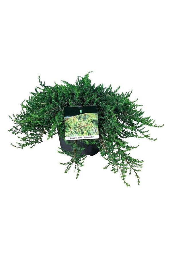 Cyprès Juniperus Greenmantle