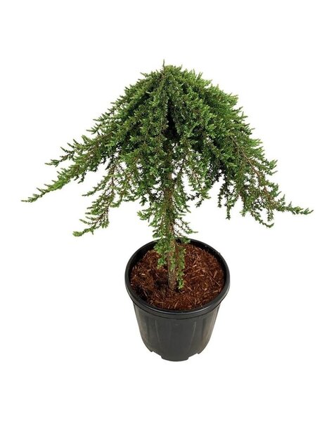 Juniperus