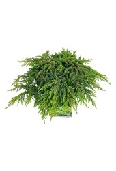 Cyprès Juniperus Lemon Carpet