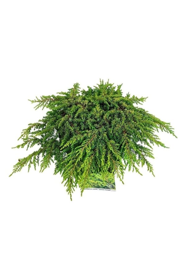 Cipres Juniperus Lemon Carpet