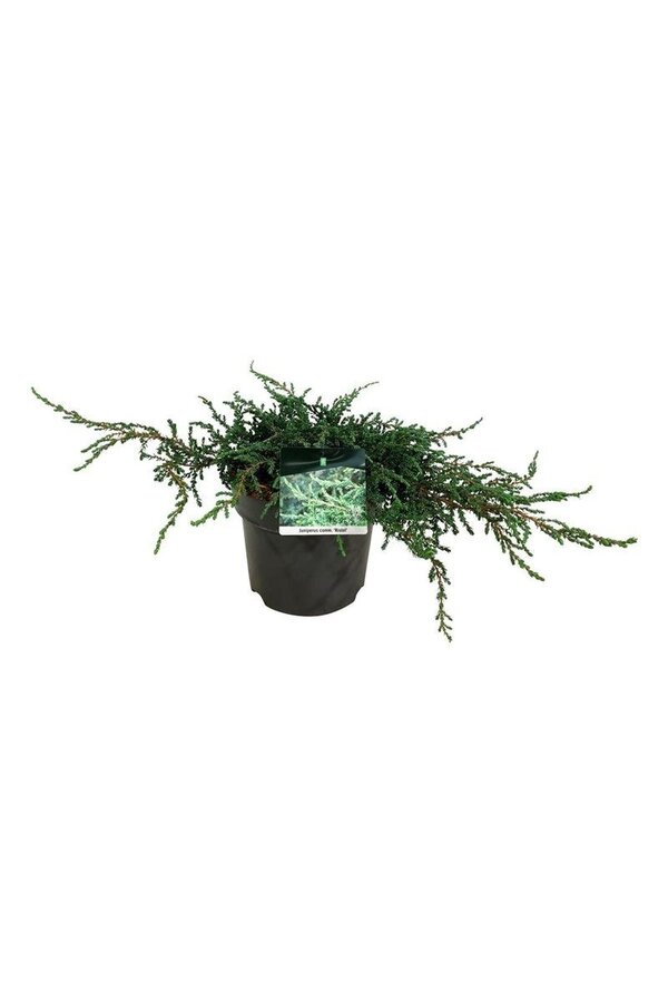 Cipres Juniperus Ristol