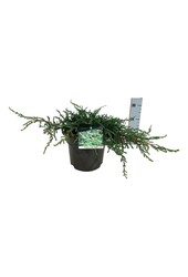 Cyprès Juniperus Ristol
