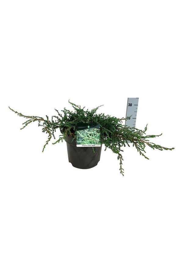 Cipres Juniperus Ristol