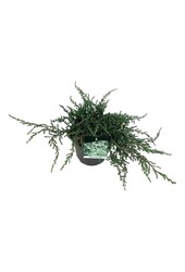 Cyprès Juniperus Ristol