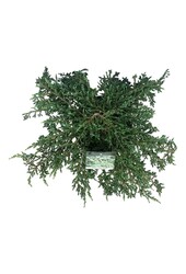 Cipres Juniperus Ristol