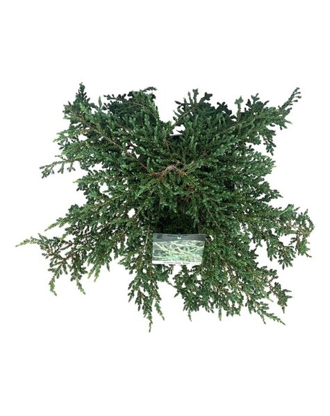 Juniperus