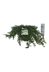 Cipres Juniperus Ristol