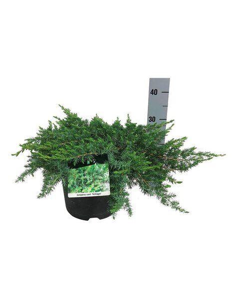Juniperus