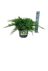 Cyprès Juniperus Agnieszka