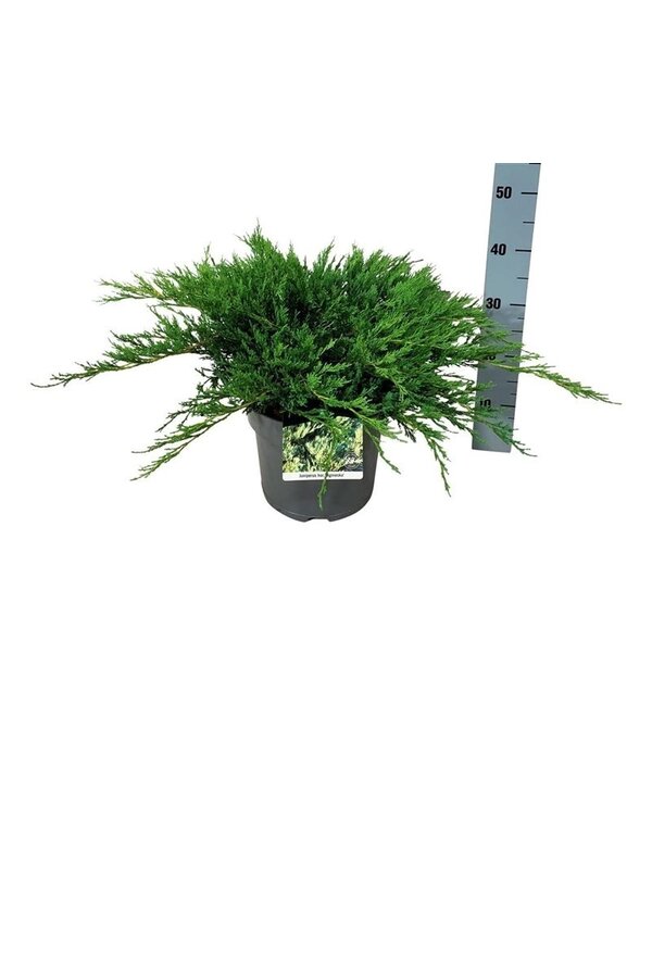 Cyprès Juniperus Agnieszka