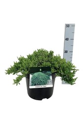 Cipres Juniperus Nana