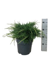 Cipres Juniperus Pfitzeriana Aurea